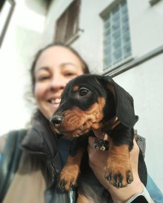 Bassotto tedesco a pelo duro con pedigree