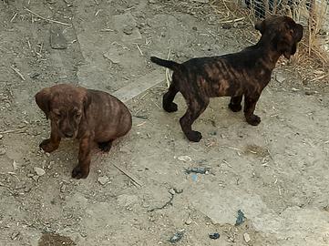 Cani da cinghiale