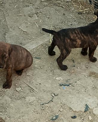 Cani da cinghiale
