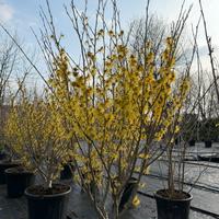 Hamamelis pianta singola