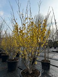 Hamamelis pianta singola