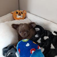 Cuccioli chihuahua pelo lungo