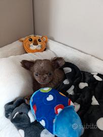 Cuccioli chihuahua pelo lungo