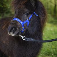 Splendido mini pony olandese