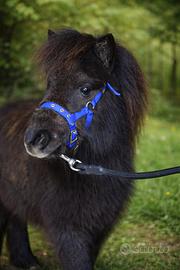 Splendido mini pony olandese