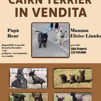 Cuccioli di Cairn Terrier