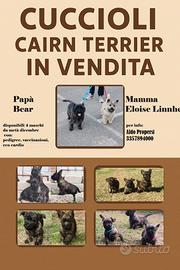 Cuccioli di Cairn Terrier