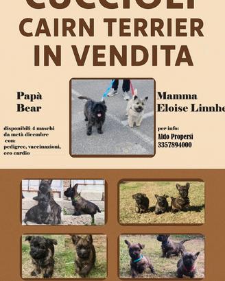Cuccioli di Cairn Terrier