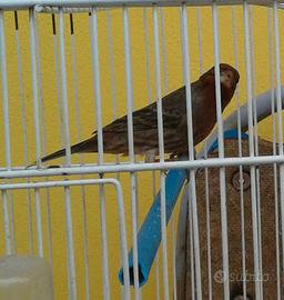 Ciuffolotto messicano