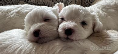 Cuccioli di maltese