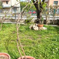Giuggiolo in vaso