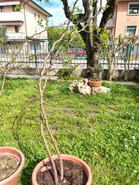 Giuggiolo in vaso