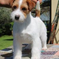 Jack Russell femmin pelo ruvido
