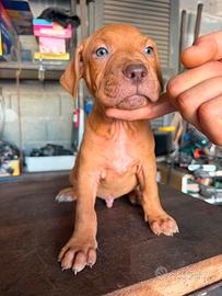 Cucciolata American Pitbull Terrier UKC
