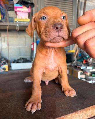 Cucciolata American Pitbull Terrier UKC