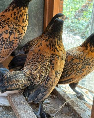 Galline ornamentali