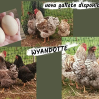 Wyandotte