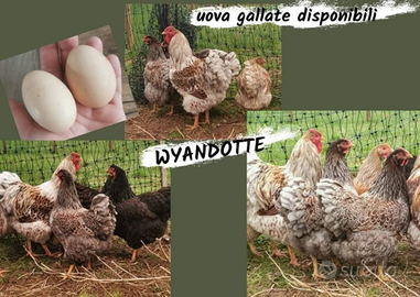 Wyandotte