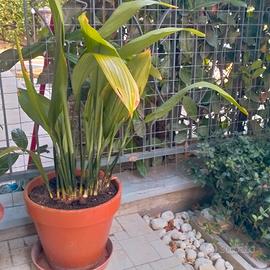 piante in vaso sempre verdi per esterno aspidistra