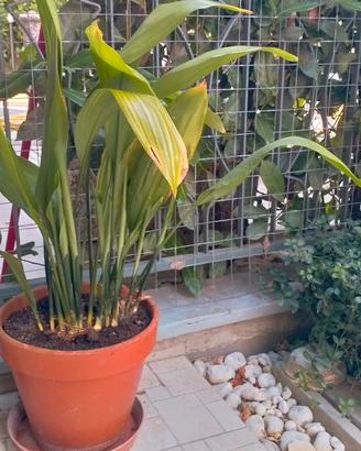 piante in vaso sempre verdi per esterno aspidistra