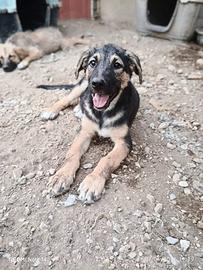Cane cucciola in adozione