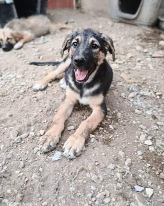 Cane cucciola in adozione