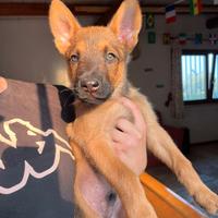 Cani da pastore belga malinois