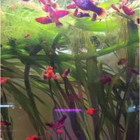 Platy pesci tropicali acquario