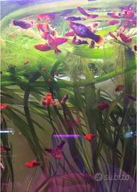 Platy pesci tropicali acquario