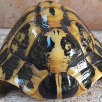 Tartaruga HERMANNI HERMANNI Maschio