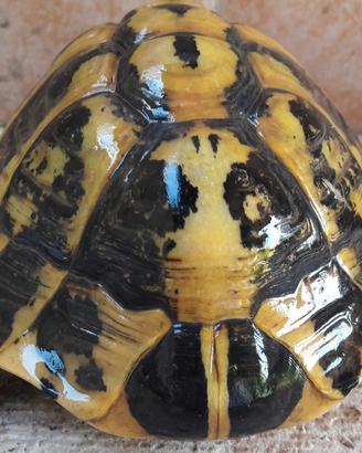 Tartaruga HERMANNI HERMANNI Maschio