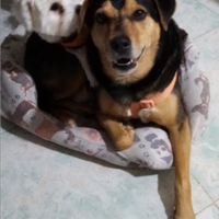 Cedo cane