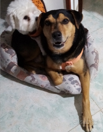 Cedo cane