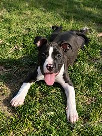 Femmena Amstaff Blu