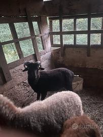 Coppie di Pecore nane di Ouessant