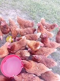 Galline ovaiole rossi