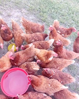 Galline ovaiole rossi