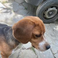 Beagle maschio