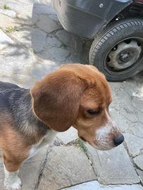 Beagle maschio