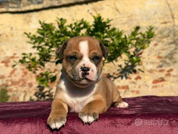 Staffordshire bull terrier