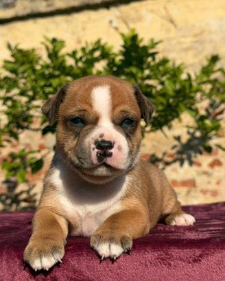 Staffordshire bull terrier
