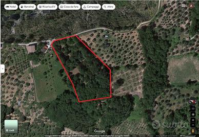 terreno agricolo