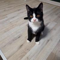 Gattini di 3 mesi