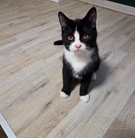 Gattini di 3 mesi