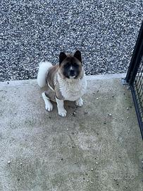 Akita americano per riproduzione