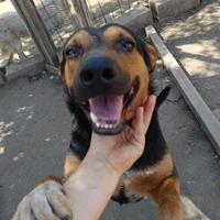 Il cane più buono del mondo