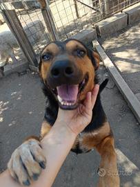 Il cane più buono del mondo