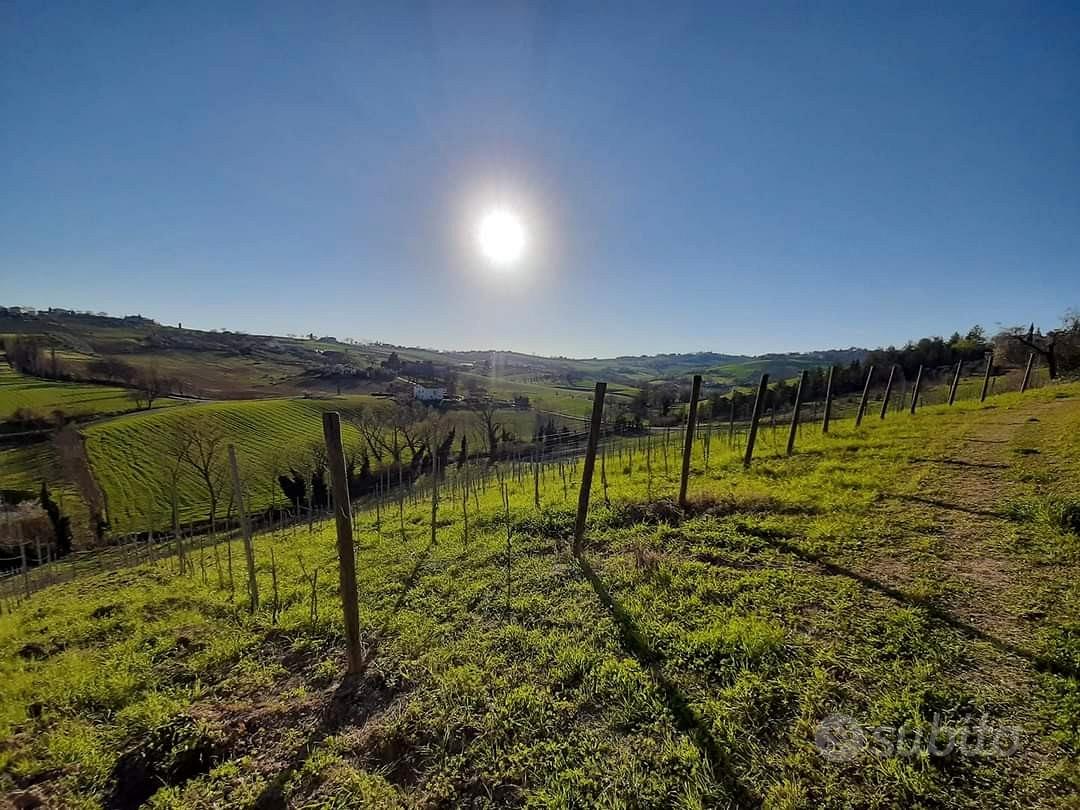 Vigneto/vigna di verdicchio - 3 ettari - Vista 5