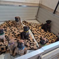 Cuccioli di bullmastiff