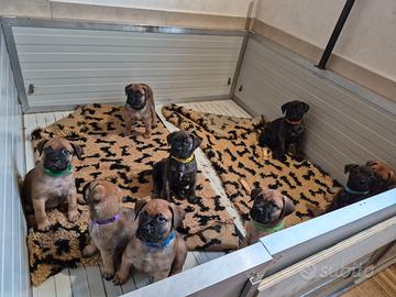 Cuccioli di bullmastiff